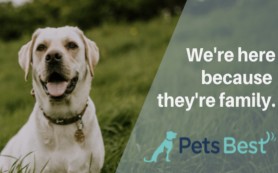 Pets Best
